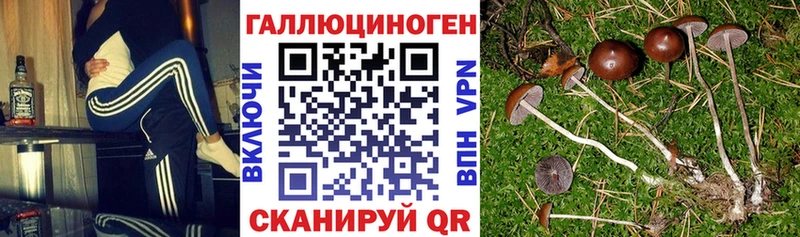 Галлюциногенные грибы Cubensis  Купить где  Гремячинск 